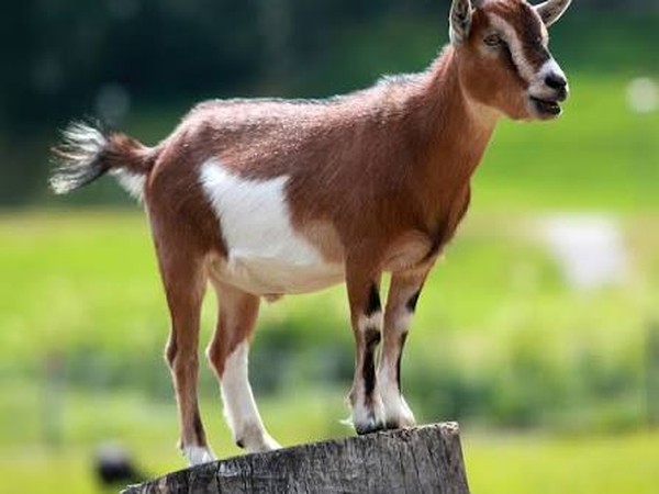 Kambing 1