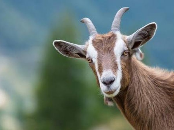 Kambing 4