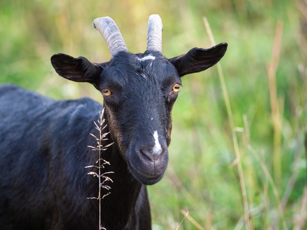 Kambing 5